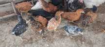 Продам цыплят от домашних кур
