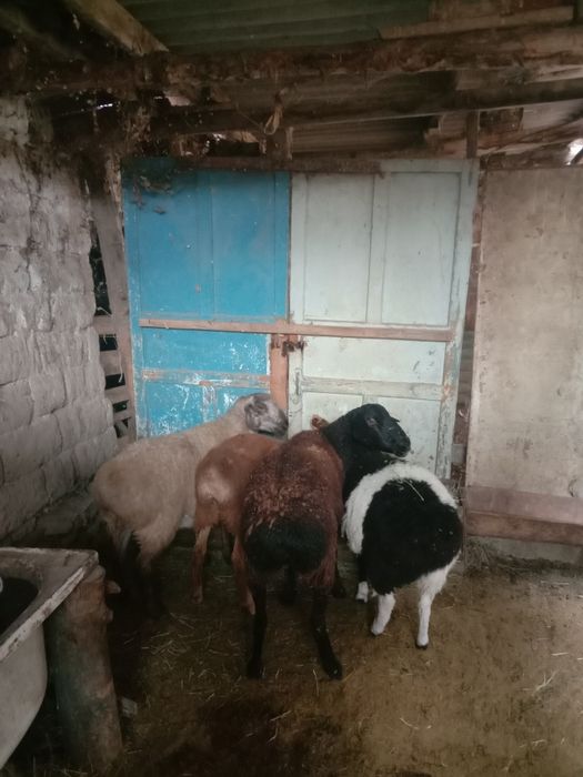 Тұсақ буаз Тоқтылар