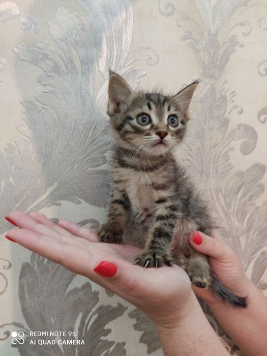 Мартин ищет добрые ручки. Мальчик 2 месяца. Юнусабад