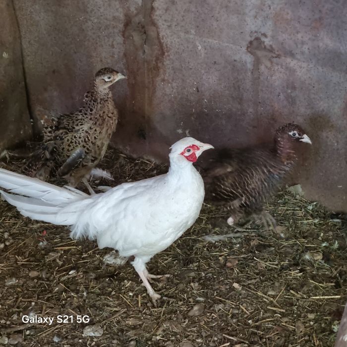 Fazani comuni de vanzare