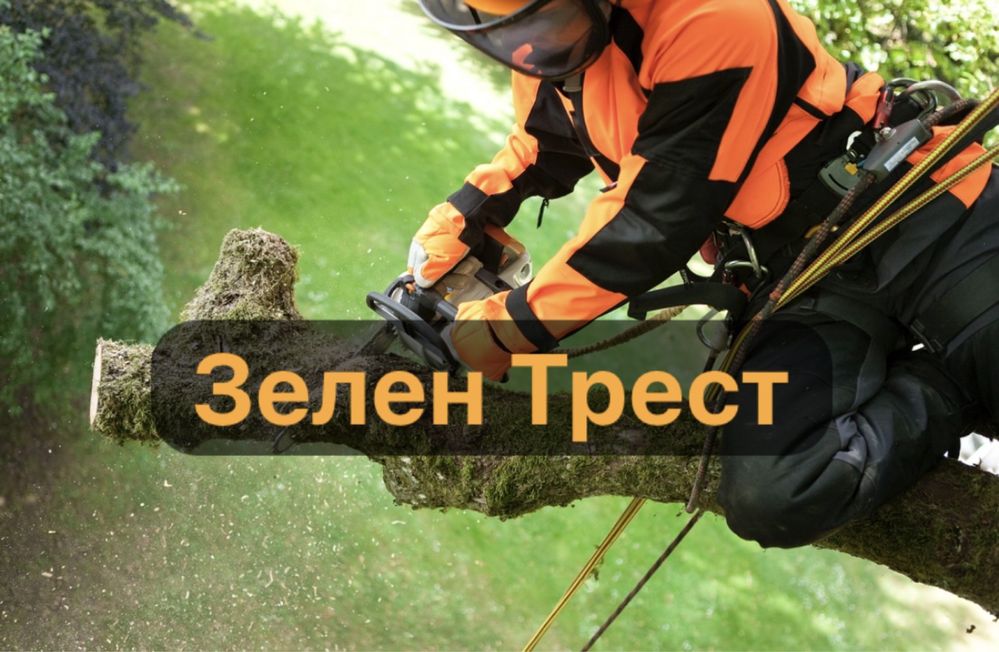 Спил деревьев