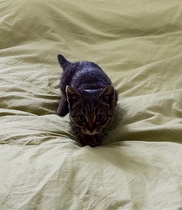 Домашняя кошечка