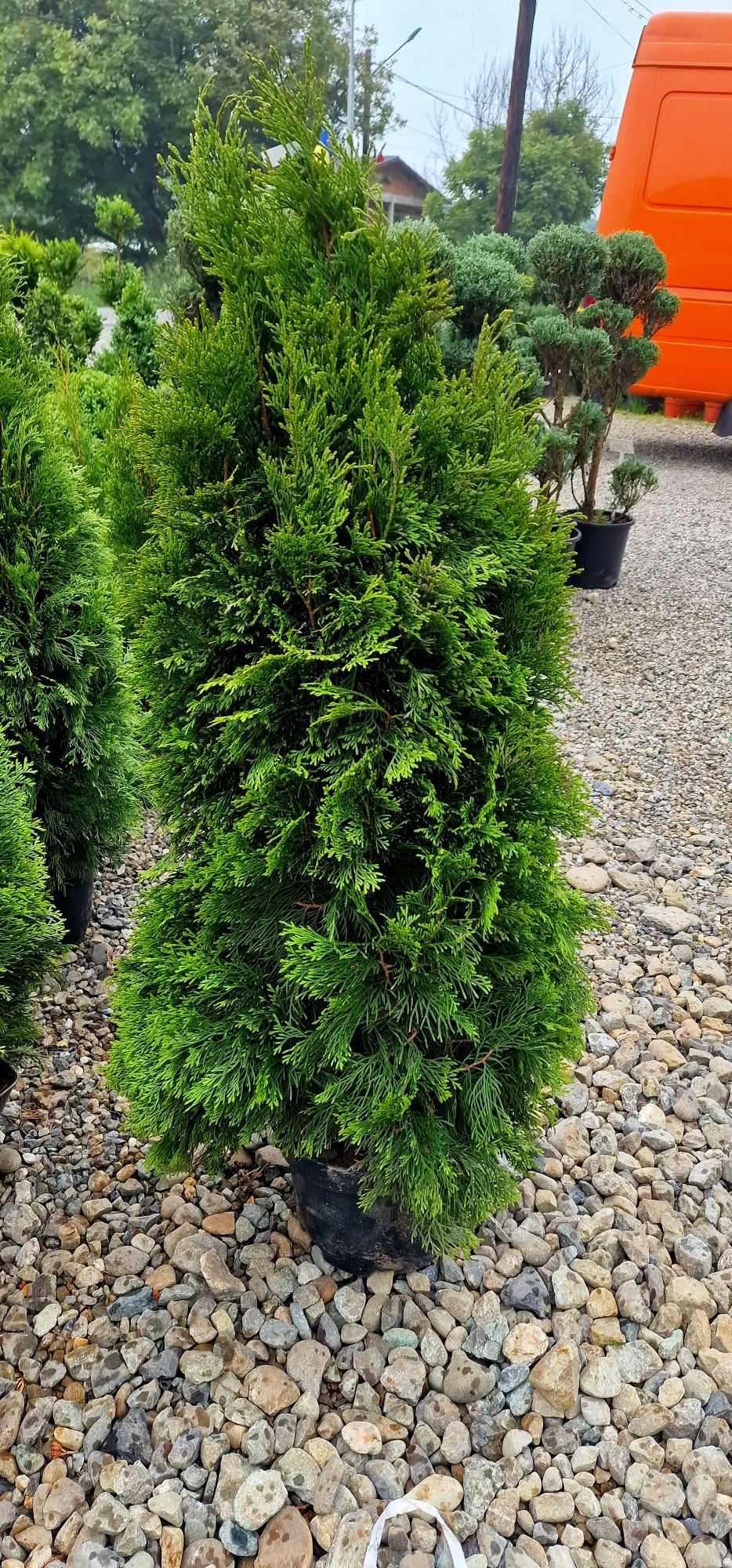 Tuia thuja smaragd 100cm