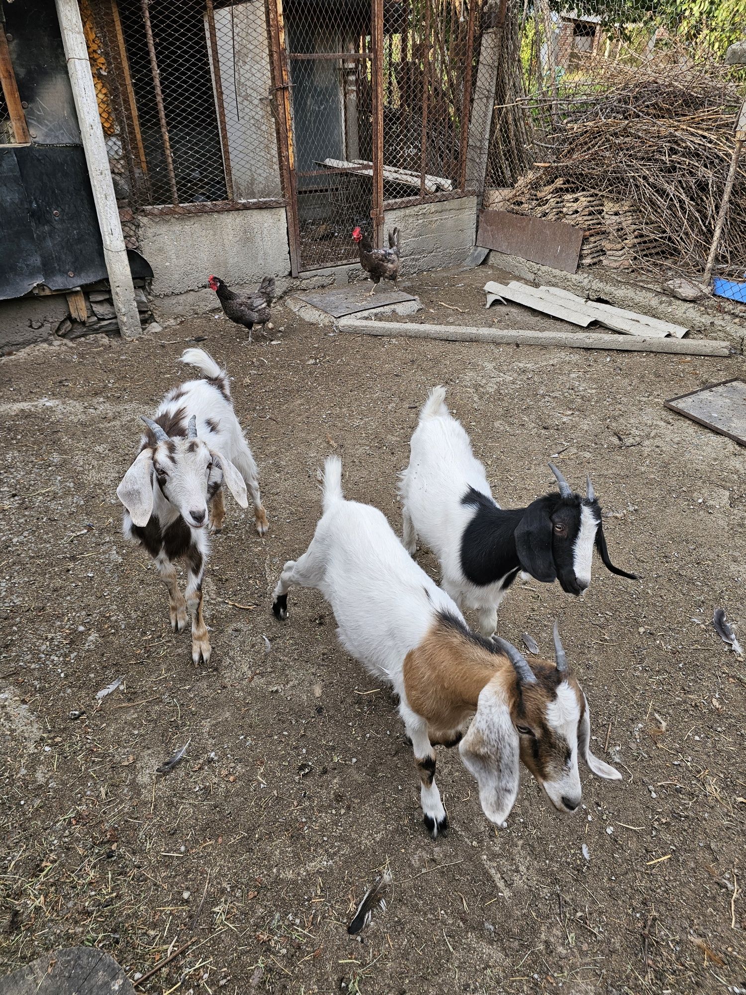 Продавам 3бр. ярета
