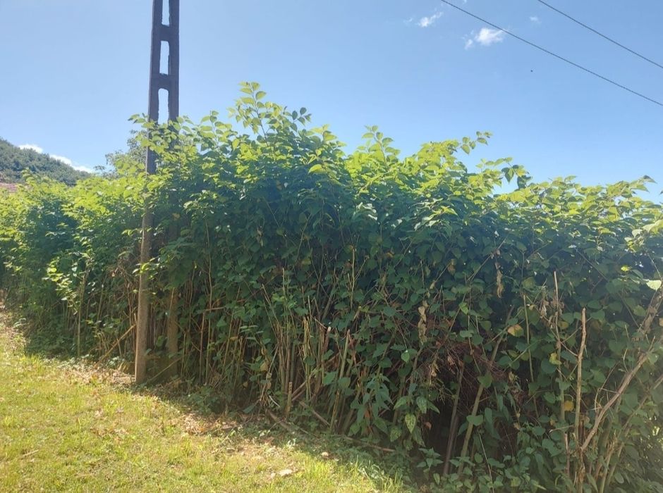 Săcărâmb central 1066mp