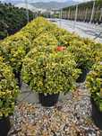 Eunimus glob tufa - photinia red robin gard viu
