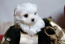 Bichon maltez minitoy
