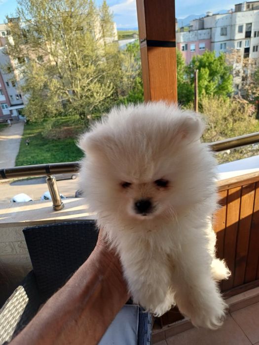 Померанче малко момченце