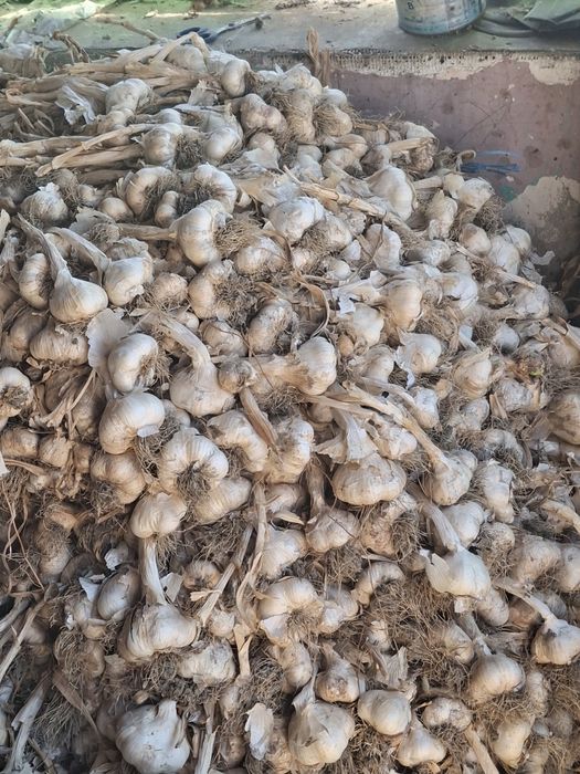 Usturoi de sămânță