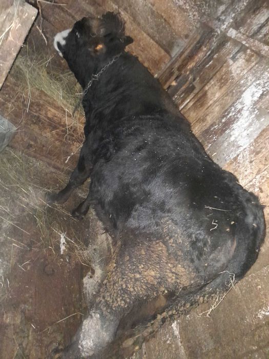 Vand tauras de aproape un an