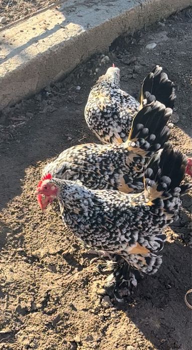 Vand gaini mii de flori si sebright