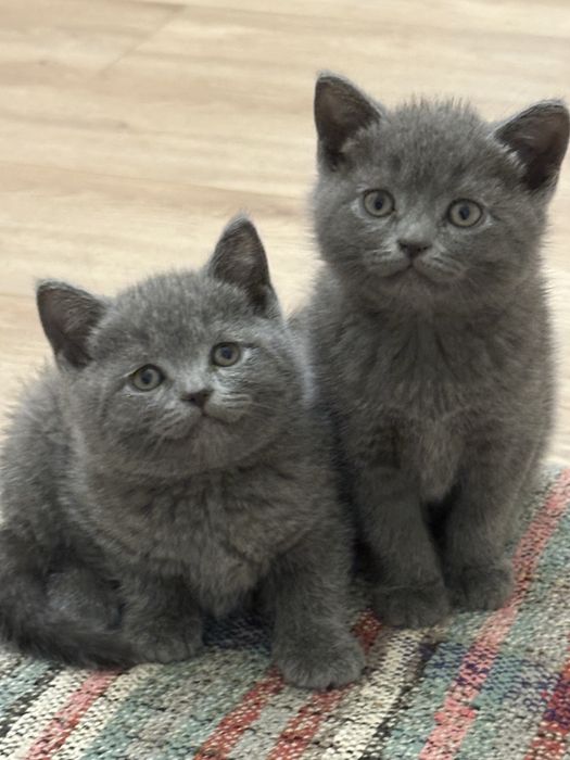 Продаётся чисто кровные котята