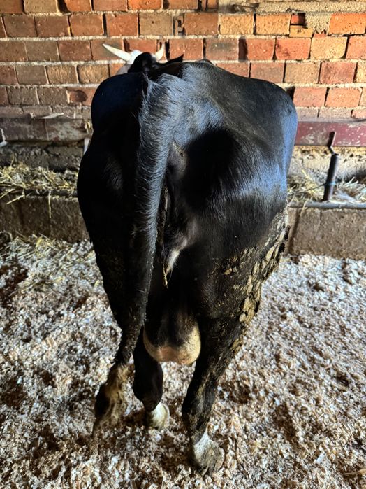 3 крави за дамазлък бартер за животни за клане