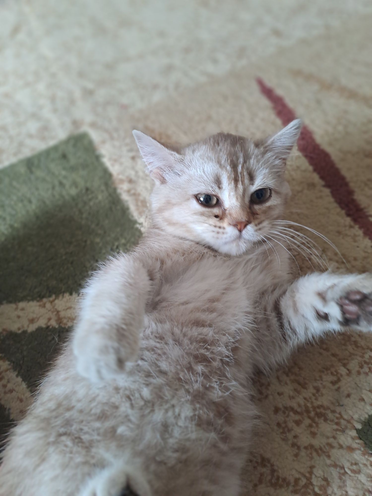 Котенок пародистый