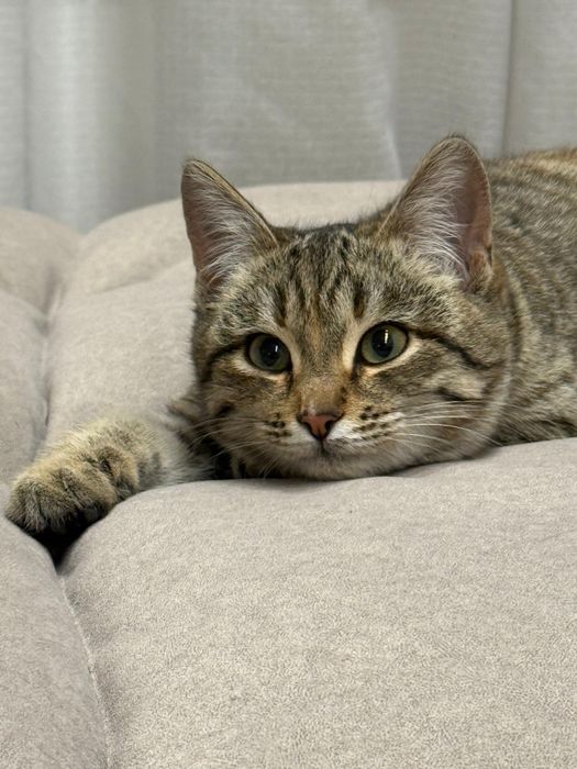 Отдам котенка в хорошие руки