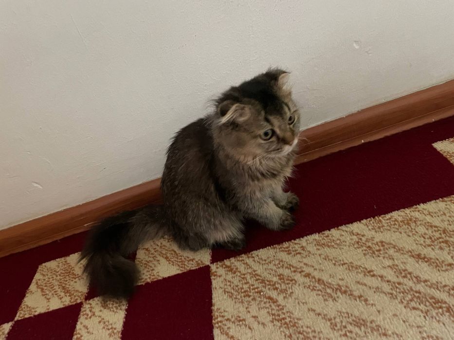 Скоттиш фолд мушуги сотилади