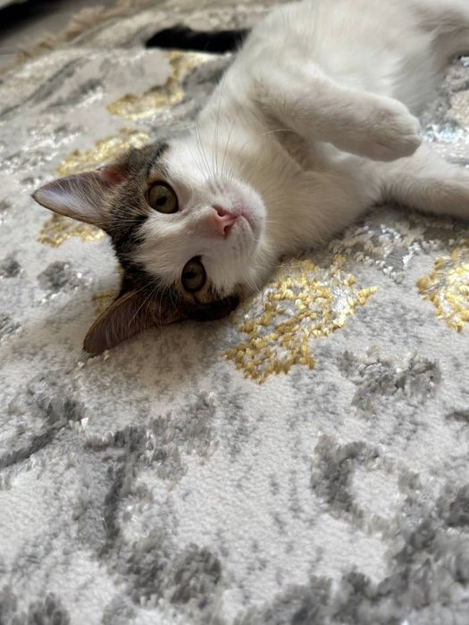 Котёнок бесплатно даром