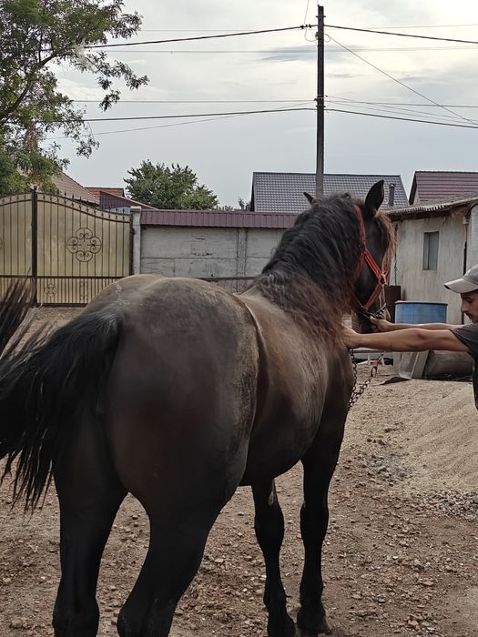 Vând mânză de 1 an