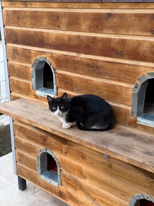 котята бесплатно