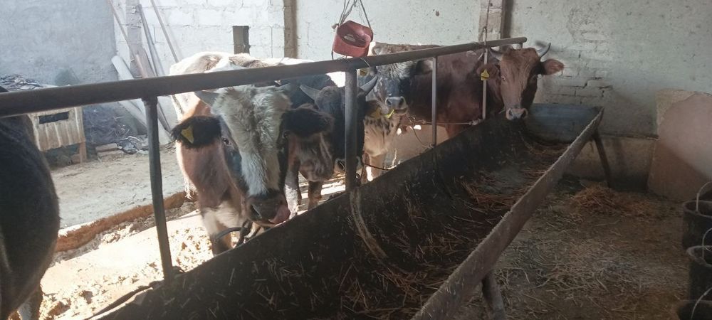 Qora mol buqalar sotiladi