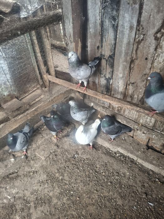 Vând porimbei rasa king