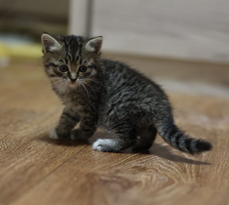 Котёнок ищет дом