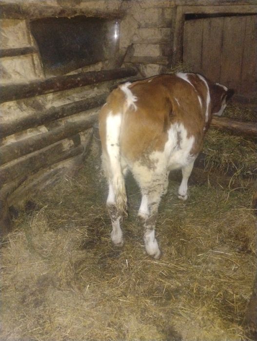 Vând viate bălțată româneasca de la mama buna de lapte