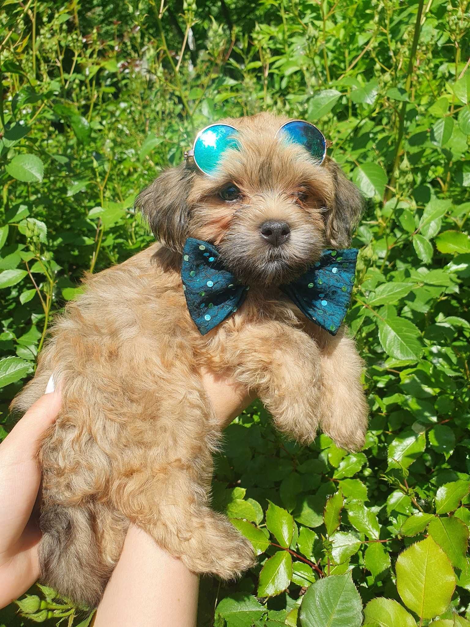 Bichon havanese cu pedigree canisa autorizata FCI si ACHR