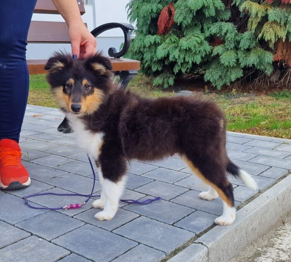 Pui Sheltie ( Shetland Sheepdog)