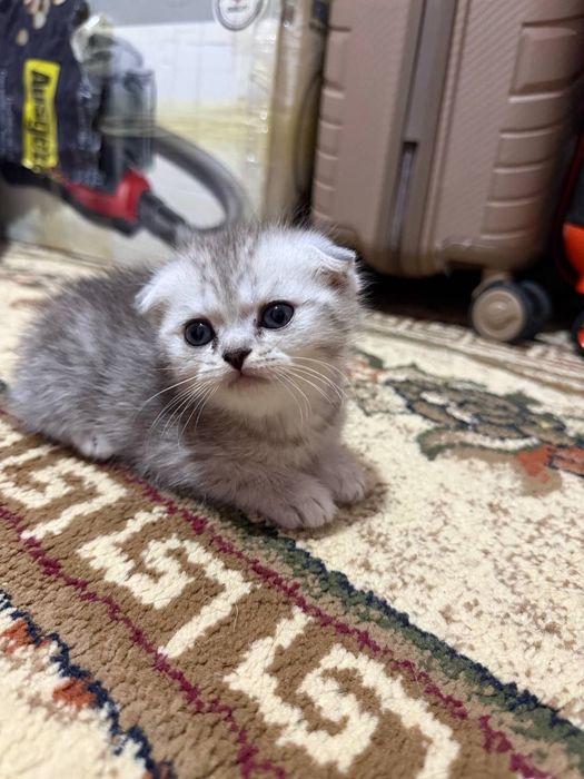 Скотиш Фолд серебристая шиншилла