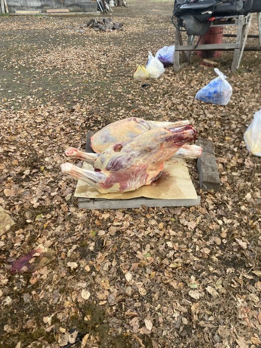 Мал соямыз ірі қара жылқы малы