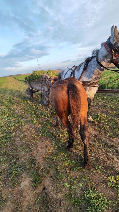 Manz de vanzare 6 luni