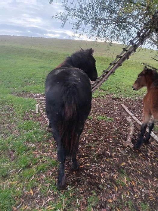 Vând sau schimb manza
