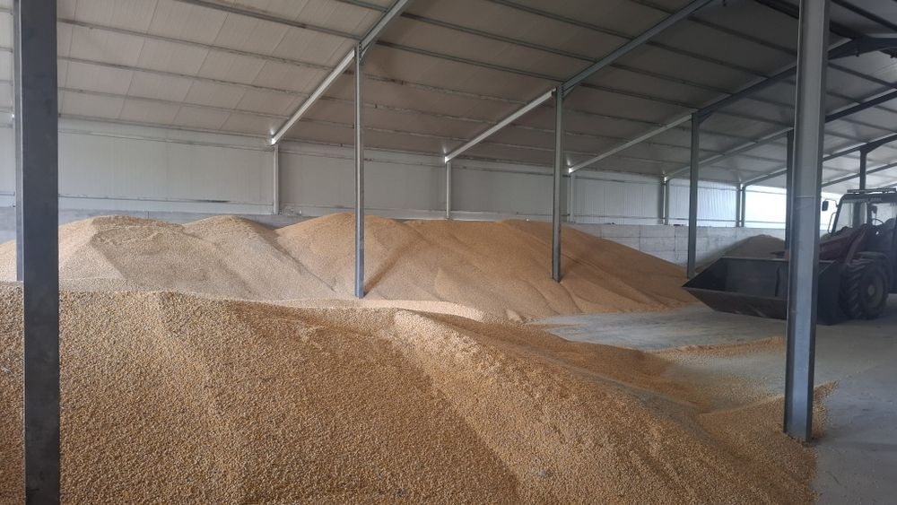 Porumb umiditate 14-16 %