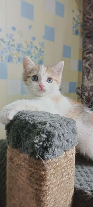 Домашние, чистые котята