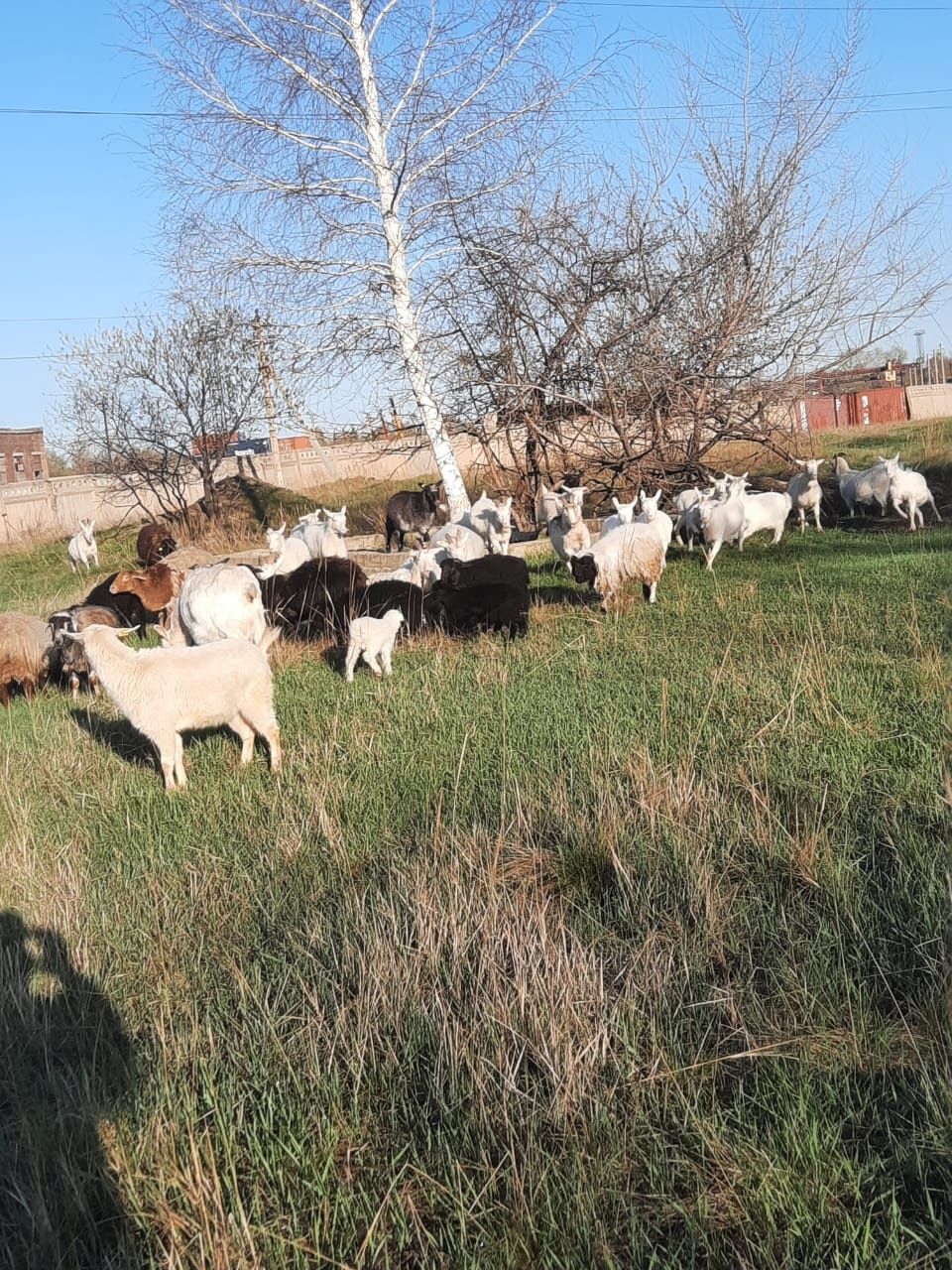 Продам козы с козлятами оптом