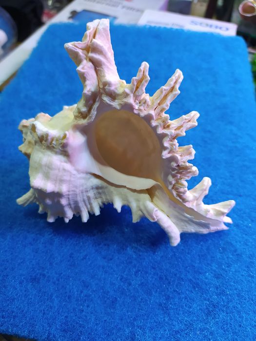 Ракушки для аквариума! Коллекционные и для аквариума.