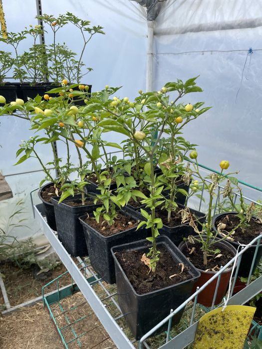 Aji Charapita, ardei iuti la ghiveci, seminte, fulgi de ardei