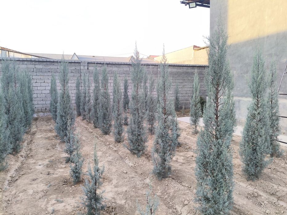 Арча Аризонская кепарис Италия сотилади