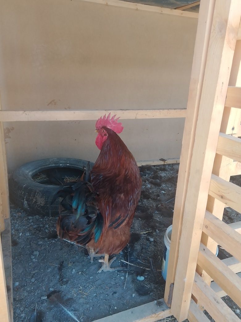 Tovuqlar Ğoz Induklar sotiladi