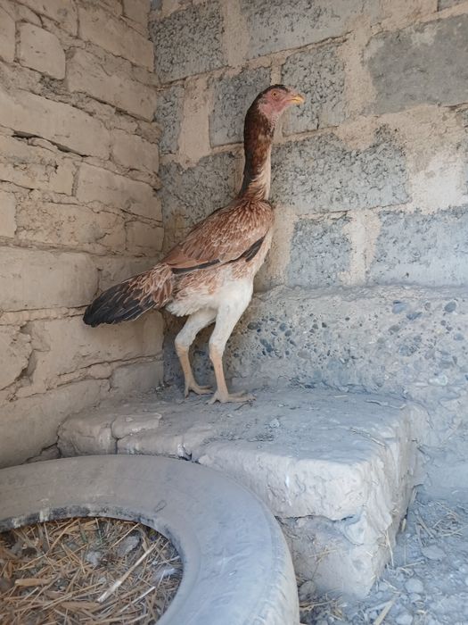 Макионди Тоззасини бокаман деганларга тоззаси