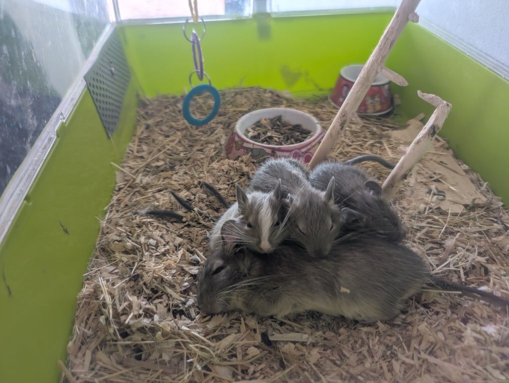 Vând pui de veverițe degu