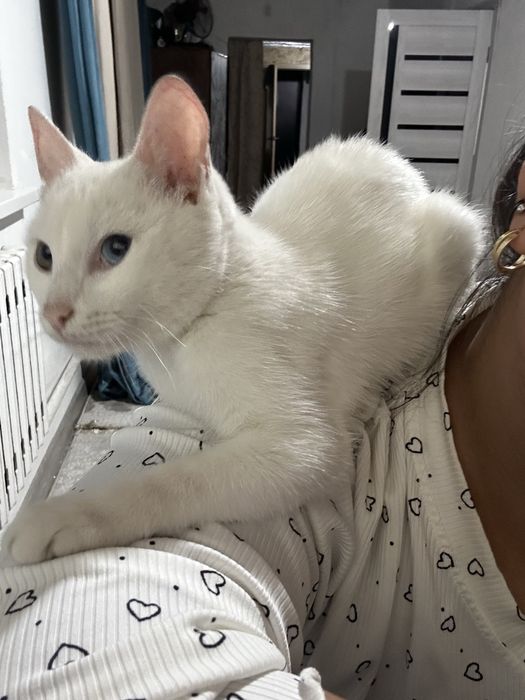 Кот альбинос глухой