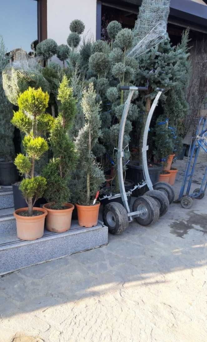 Plante ideale pentru grădini, curți și spații verzi