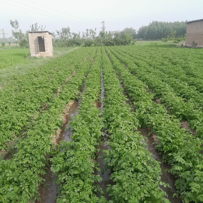 Dakment kadastir bor real oladigonlar aloqa chiqsin