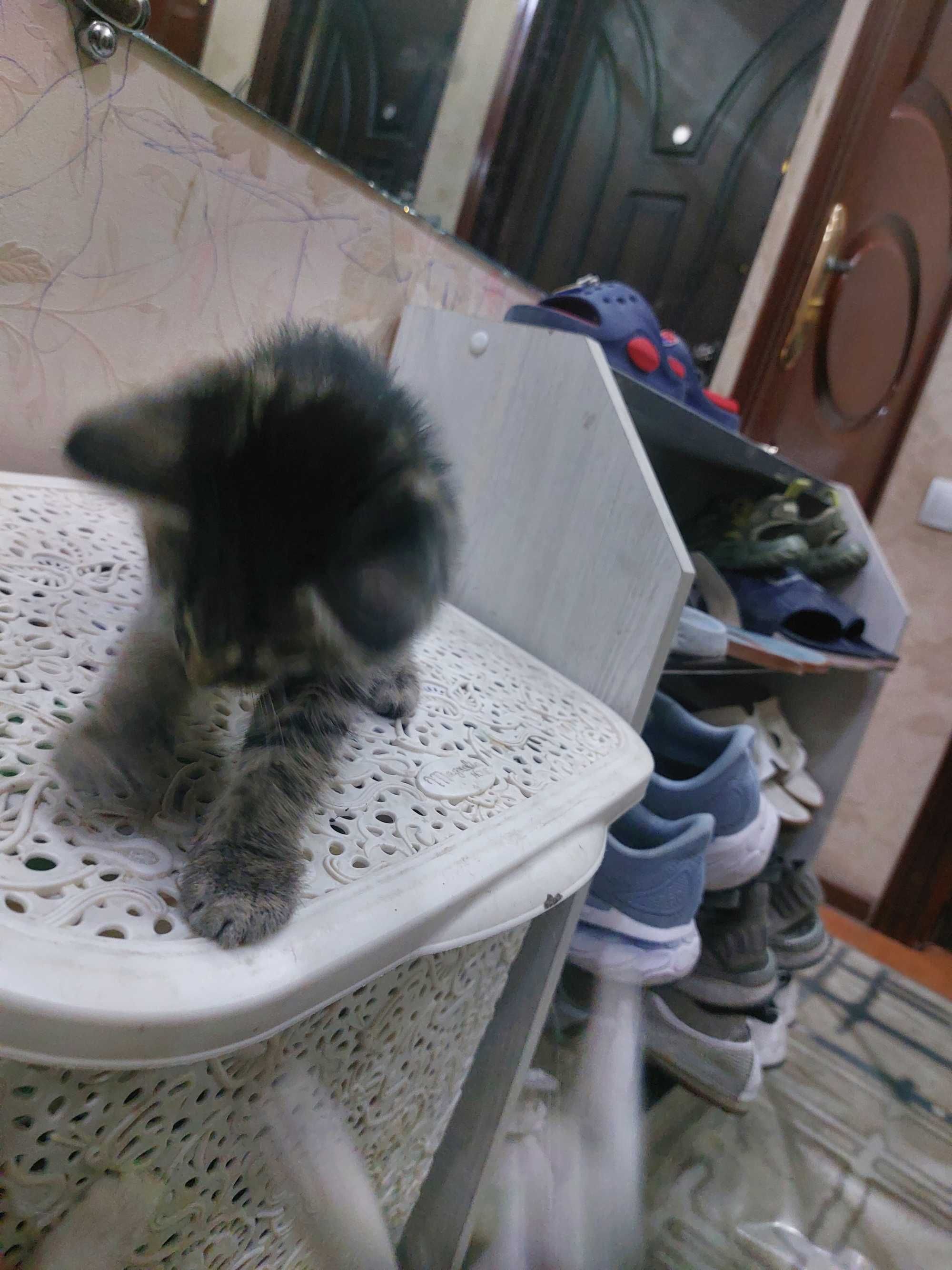 Котята бесплатно