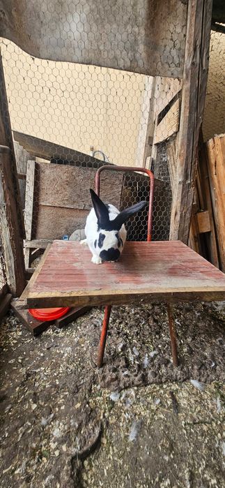 Mascul fluture german