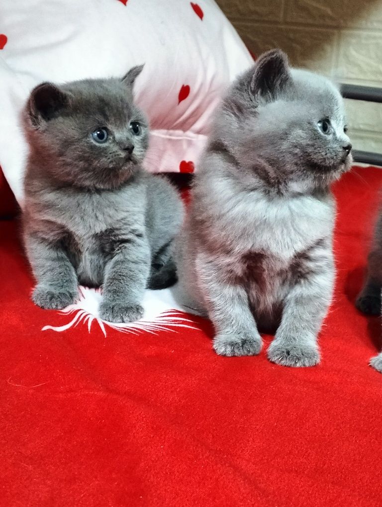 British Shorthair