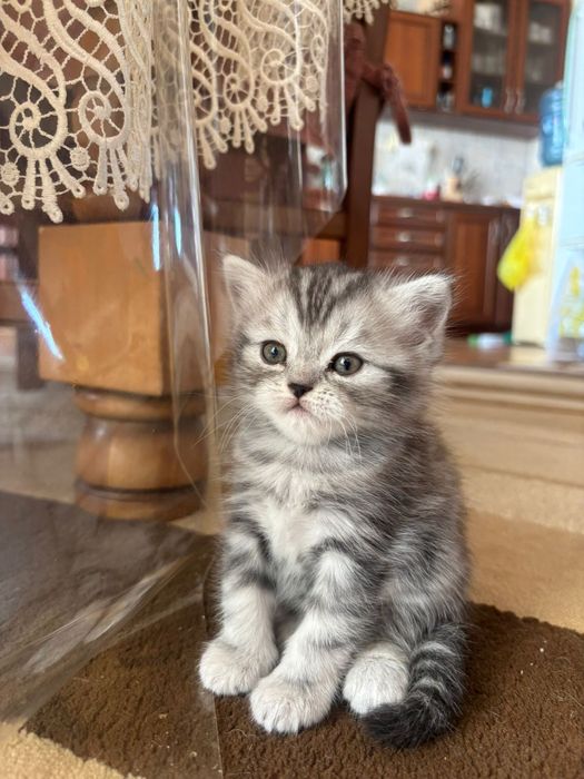Продам шотландскую прямоухую кошечку