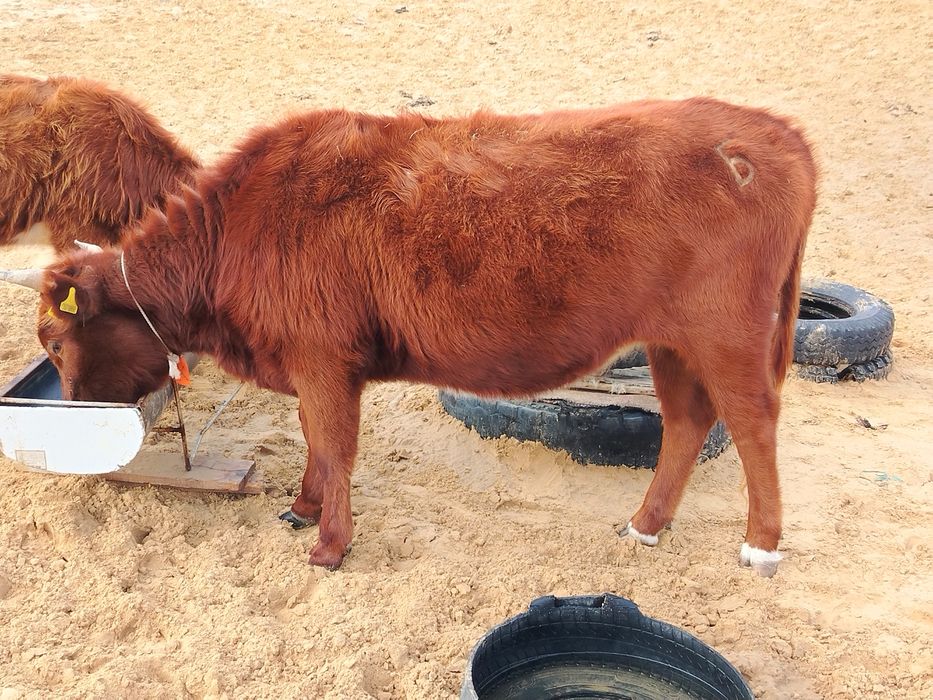 Ургашы кашар кысыр 250,еркек букашык 180